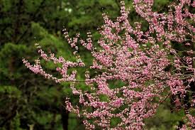Leaf edge may be wavy, and undersides are pale and slightly fuzzy. Blossoming Across The Eastern U S In Spring Redbud Trees Were Notably Important During The Settlement Of Redbud Tree Eastern Redbud Tree Pink Flowering Trees