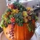 Succulent Pumpkin Arrangement event image