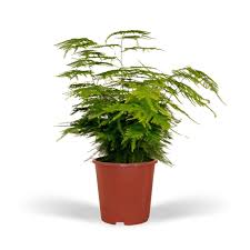 Image result for Asparagus pendulus