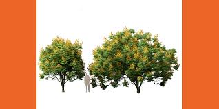 Image result for Peltophorum pterocarpum