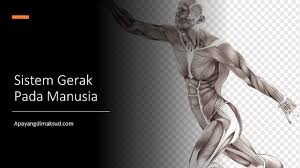 Check spelling or type a new query. Sistem Gerak Pada Manusia Lengkap Beserta Gambar Konsep Penting Dan Penjelasan Apayangdimaksud Com