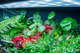 Image result for Hydrocotyle