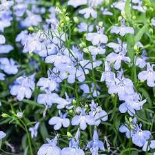 Image result for Lobelia ovina
