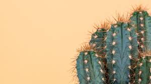 The leaves of cactus are prickly and sharp. Why Is My Cactus Turning Yellow Thriftyfun