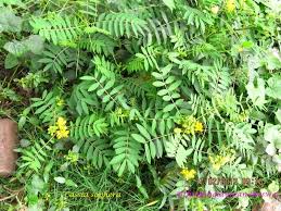 Image result for Senna sophera