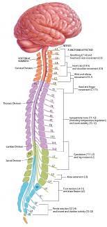 Long bone diagram labeled colored 12 photos of the long bone diagram labeled colored , bone. The Four Divisions Of The Spinal Cord Cervical Thoracic Lumbar And Download Scientific Diagram