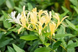Fragrant Hall S Honeysuckle Fragrant Flowers Honeysuckle Vine Honeysuckle Flower