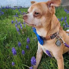 Second chance siberian huskies, inc. Prancer The Demonic Chihuahua Finds A Home The New York Times