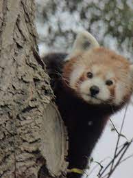 Pin By J Jones On Cute Stuff Red Panda Panda Animals