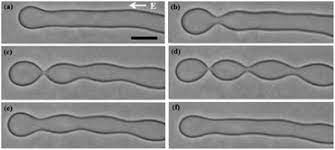 Used a pointed tip today and learned why i kept pearling with my round tipped board. Electric Field Induced Pearling Instability In Cylindrical Vesicles Soft Matter Rsc Publishing