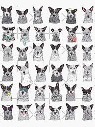 Black And White Cattle Dog Puppy Pin On Rudy Dogs Acd S Heelers