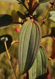 Image result for Dissotis pulchra