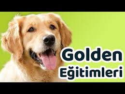 Golden Retriever Egitimleri Temel Ileri Ve Show Egitimleri Youtube