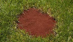 Too much starves your grass of oxygen and nutrients. How To Repair A Lawn Seed Bare Patches Scotts