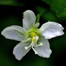 Image result for Hibiscus micranthus