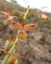 Image result for Eulophia clitellifera