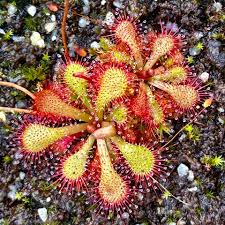 Image result for Drosera natalensis