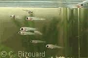 Fiche Sur Les Guppys