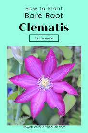 We did not find results for: Plant Bare Root Clematis In 2021 Plants Clematis Clematis Plants