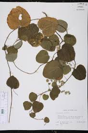 Image result for Cissampelos