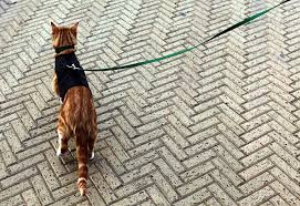 Animal behaviorist and cat specialist jackson galaxy once said in his popular show my cat from hell: Training A Cat To Walk On A Leash The New York Times