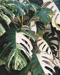 No Two Leaves Of The Variegated Monstera Are Ever The Same Half White Half Green Green Speckled White Speckled Or A Plants Green Plants Variegated Plants