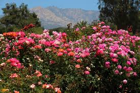 Local customized floral arrangements and event planning services. Hd Wallpaper Mission Rose Garden Santa Ynez Mountains Santa Barbara Mission California Wallpaper Flower Garden