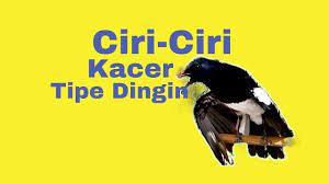 Ciri Ciri Kacer Tipe Dingin Kicau Mania Harus Tahu Youtube
