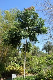 Image result for Khaya anthotheca