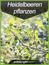 Heidelbeeren Pflanzen In Diesem Artikel Wird Dir Ausfuhrlich Erklart Wie Man Heidelbeeren Richtig Im Gart Heidelbeeren Pflanzen Blaubeeren Pflanzen Pflanzen