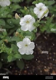 Image result for Petunia axillaris