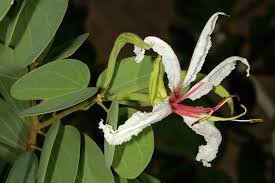 Image result for Bauhinia macrantha