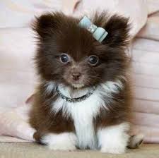 Black And Brown Pomeranian For Sale Animals For Brown And White Pomeranian Puppy Pomeranian Puppy Teacup Cute Animals Pomeranian Puppy