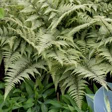 Image result for Athyrium schimperi