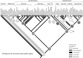 Image result for Polyceratocarpus