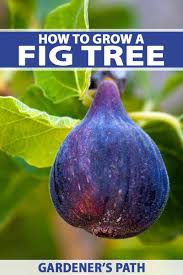 Maybe you would like to learn more about one of these? How To Grow A Fig Tree In Your Backyard Gardener S Path
