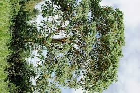 Image result for Croton macrostachyus