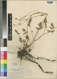 Image result for Ranunculus multifidus