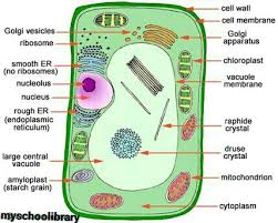 Maybe you would like to learn more about one of these? Complete Lesson Note On Plant And Animal Cells Definition Theory Structure Organelles Functions Similarities And Differences Forms In Which Cell Exist Myschoollibrary