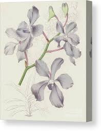 Image result for Vanda coerulea