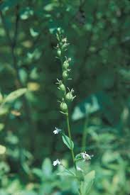 Image result for Lobelia petiolata