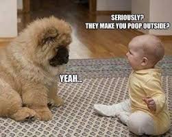 dog pictures with captions funny dogs with captions dog pictures funjooke com funny dog captions funny animals with captions funny dog photos