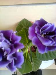 Gloxinia Dubla Albastra Wood Print Art Rose Wood Print