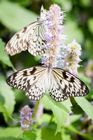 Help Save Pollinators Plant An Organic Butterfly Garden Nature S Path Organic Gardening Tips Pollination Butterfly Garden