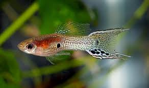 Lyretail Snakeskin Endler Cross Male Guppy Guppy Peces De Agua Salada Peces De Agua Dulce Peces De Acuario