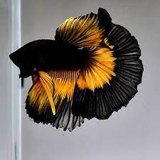 Golden siamese fighting fish, betta fish isolated on a black background. Pin On Beautiful Betta Fish
