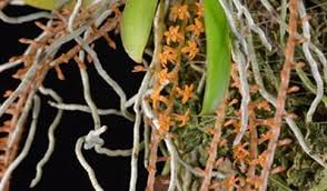 Image result for Chamaeangis