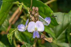 Image result for Psophocarpus scandens
