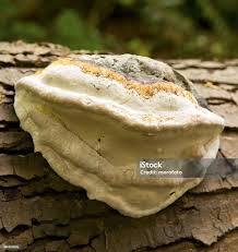 Image result for Ganoderma curtisii