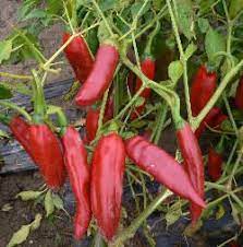 Stop wondering about food additivies by knowing, firsthand, the soil, fertilizer, and processes that have been used to grow the vegetables, fruit and herbs on your family's table. Chilli Pepper Seeds Hot Pepper Seed The Hottest There Is Stuffed Peppers Chilli Seeds Chilli Pepper